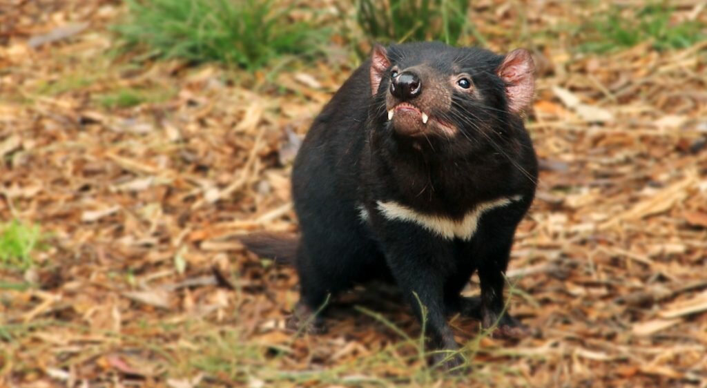 tasmanian devil