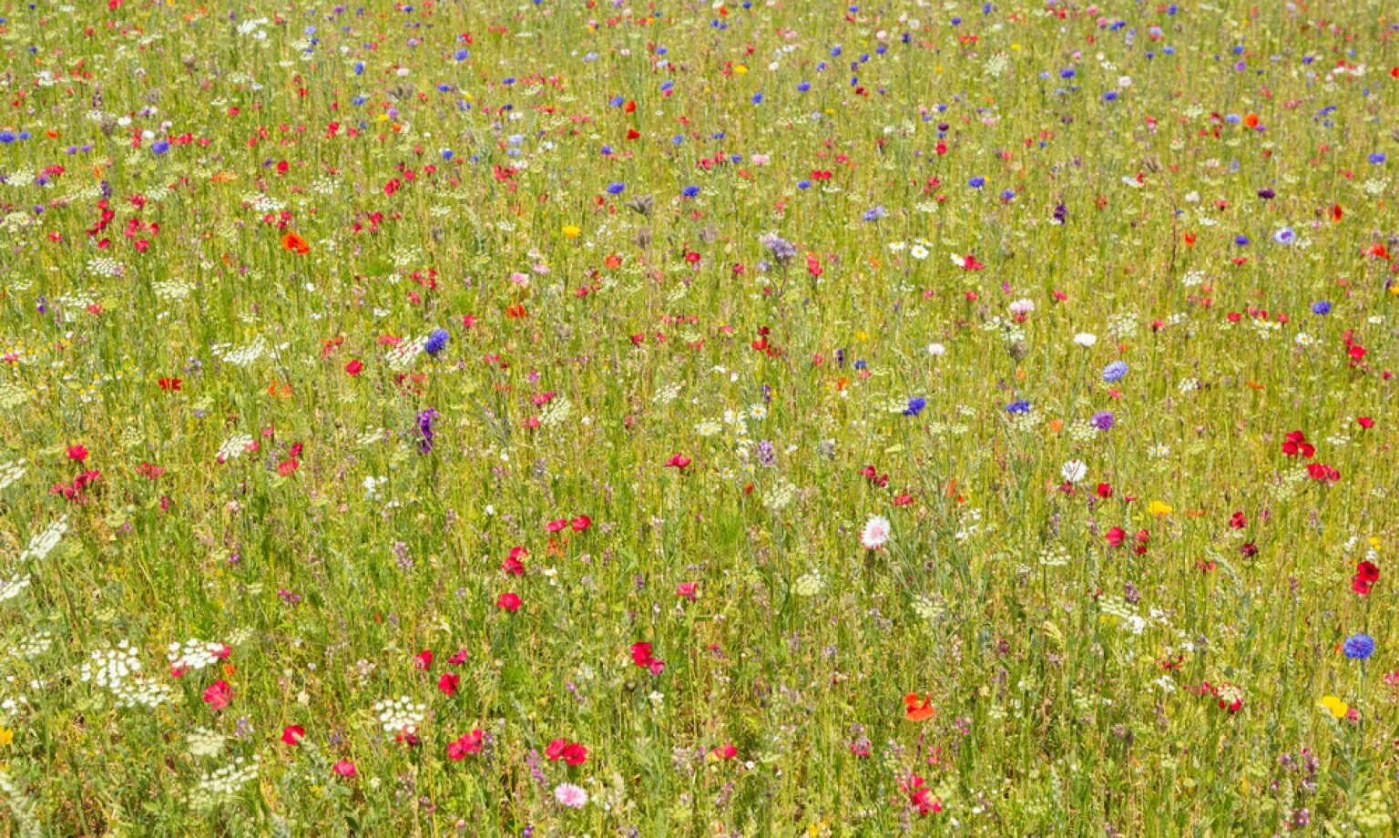 Urban Meadow