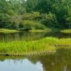 floating treatment wetlands